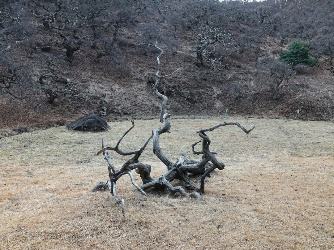 Shidare Guri Fern Growth Area-辰野町必去景点