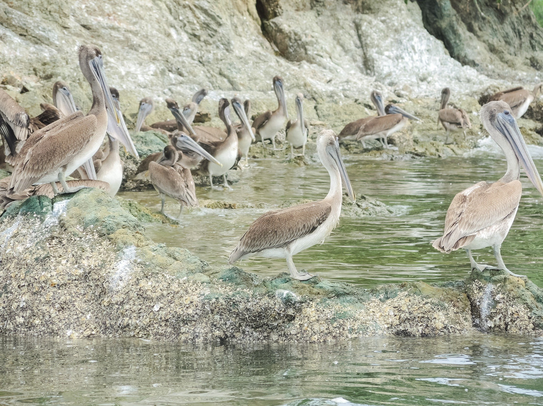 Campfire Stories-Isla Venado必去景点