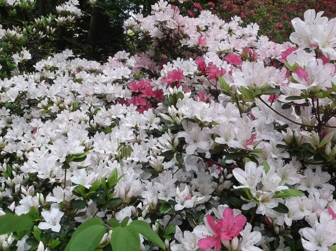 Godaison Azalea Park-越生町必去景点