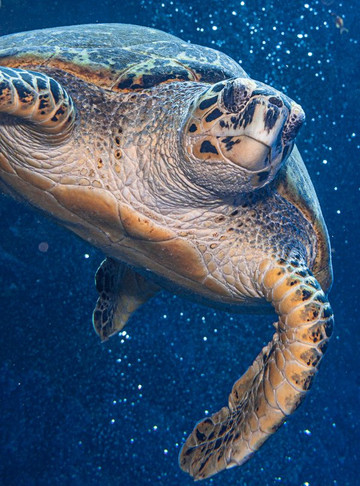 Sea Base-赫尔格达必去景点