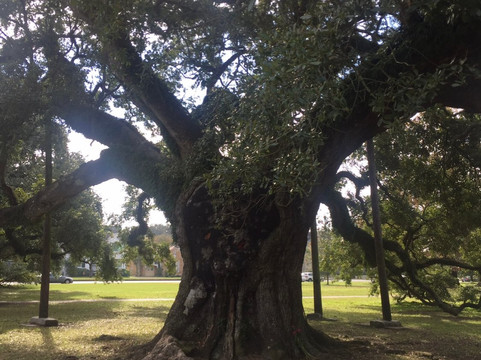 Buzz Nola Tours and Bike Rentals-新奥尔良必去景点