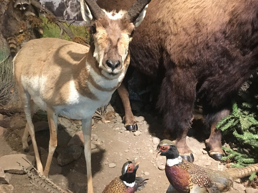 Yellowstone Trading Post-库克城必去景点