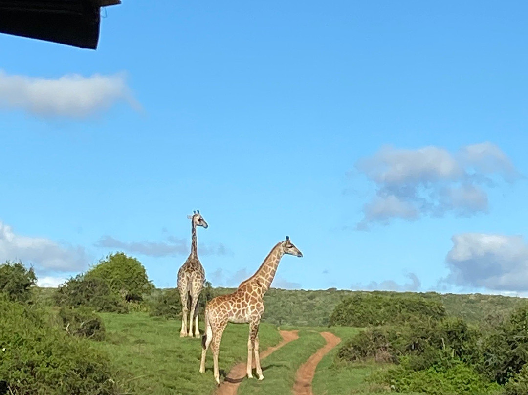 Schotia Tooth and Claw Safari-Addo Elephant National Park必去景点