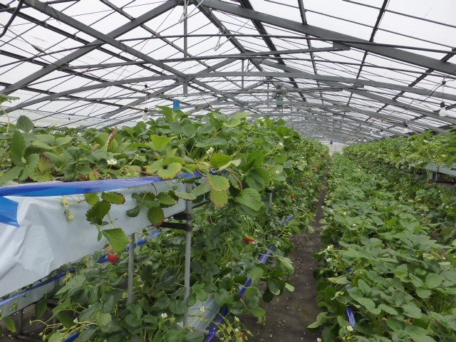 Washino Farm-海津市必去景点