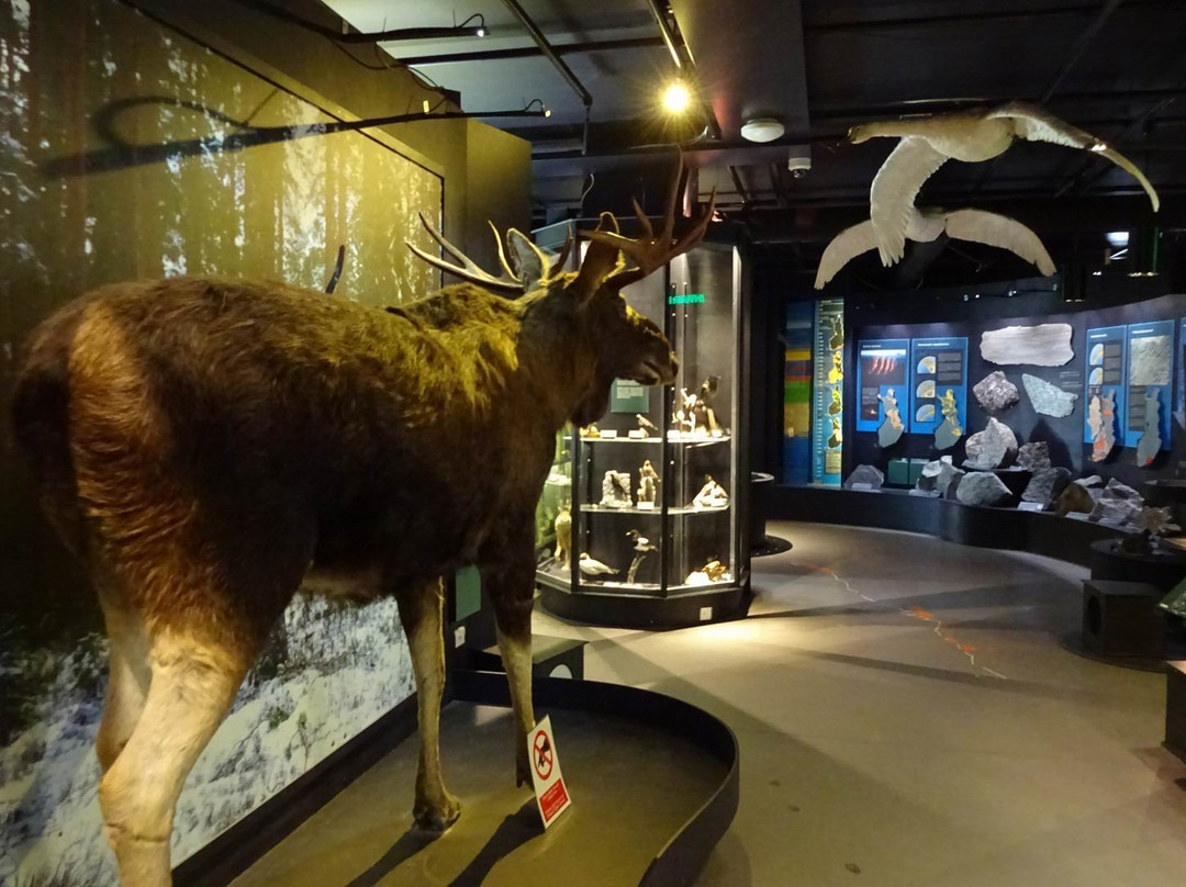 Natural History Museum of Central Finland-于韦斯屈莱必去景点