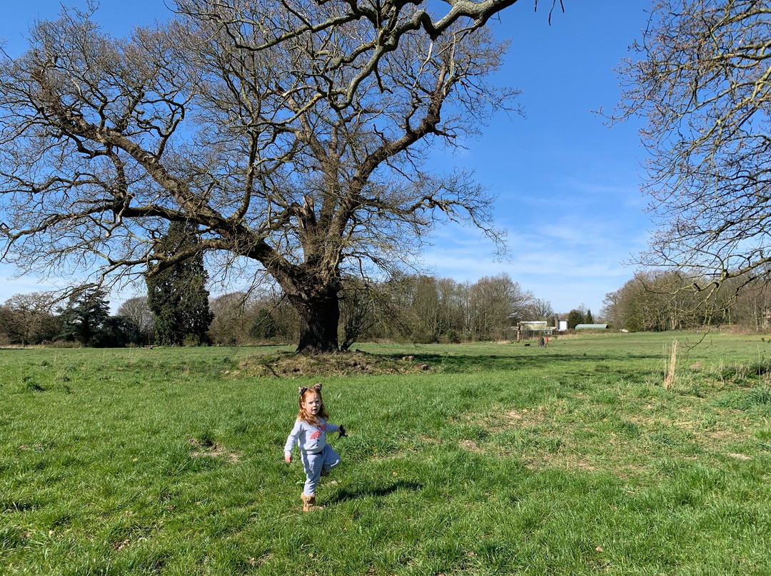 Catton Park景点图片