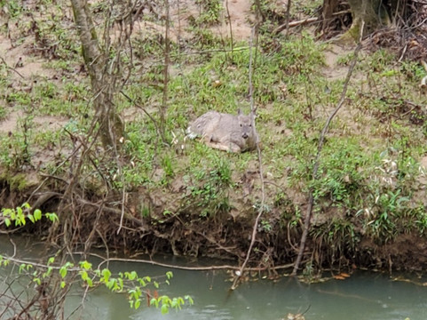 Suwanee Creek Greenway-苏万尼必去景点