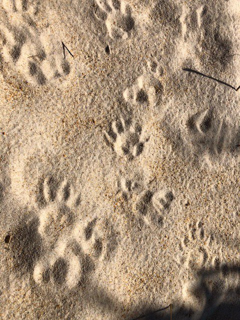 Henty Dunes-斯特拉恩必去景点