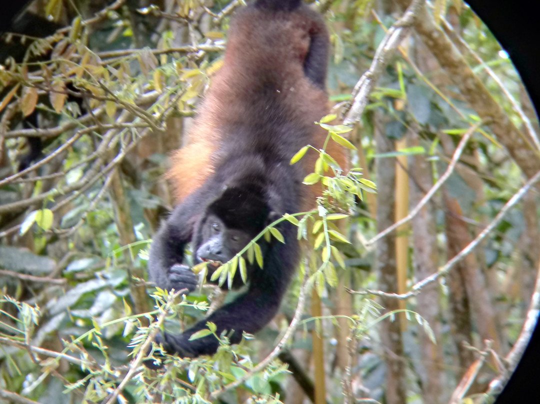 Osa Mangrove Tours景点图片