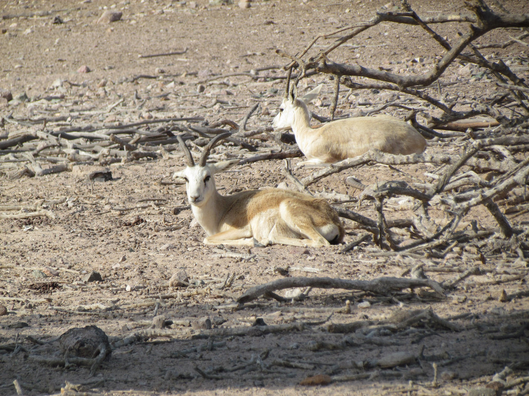 Arabian Wildlife Park-萨巴尼亚岛必去景点