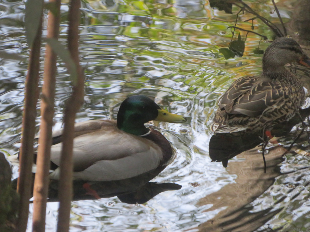 Sulphur Creek Nature Center-海沃德必去景点
