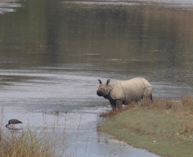 Rhino Lodge Bardia主图