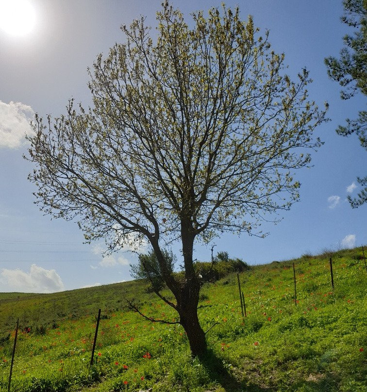 Giv'at HaRakafot-Ramot Menashe必去景点
