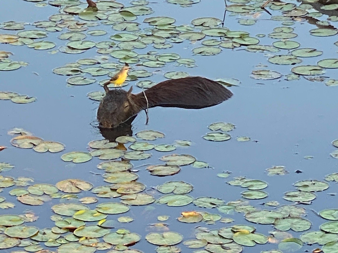BioIBERA Tourism-Colonia Carlos Pellegrini必去景点