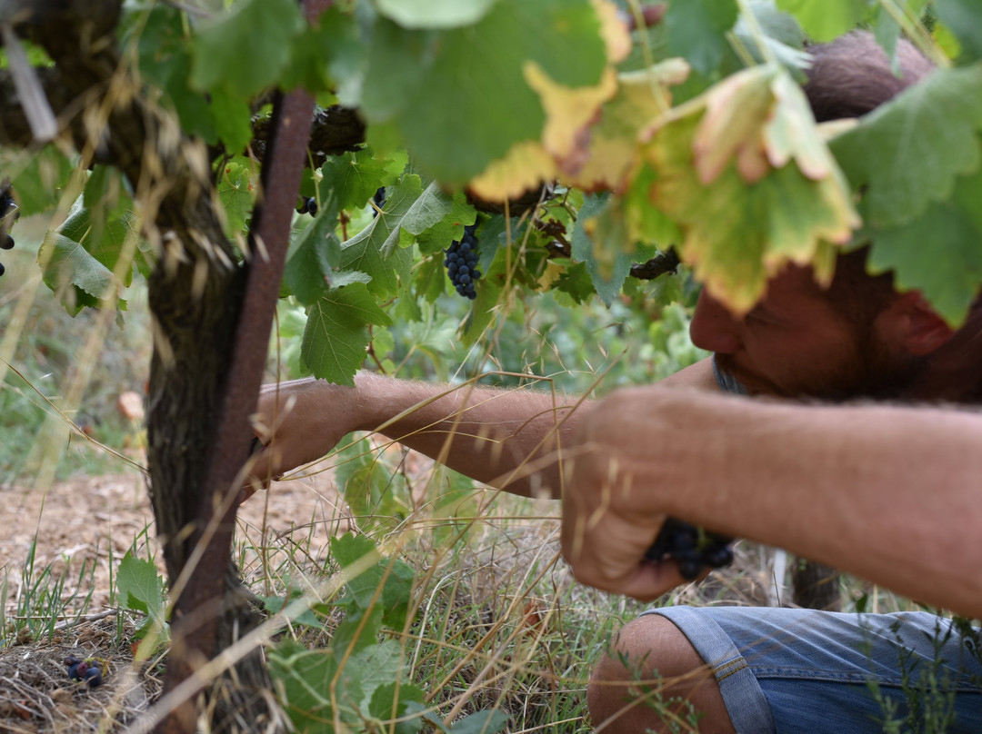 Winery Sinadinakis-Archanes必去景点