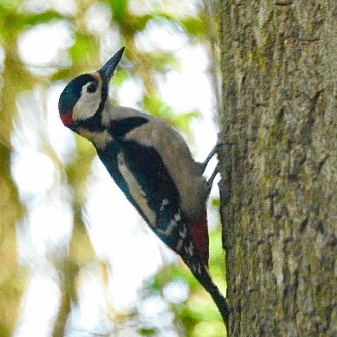 RSPB Swell Wood Nature Reserve-汤顿必去景点