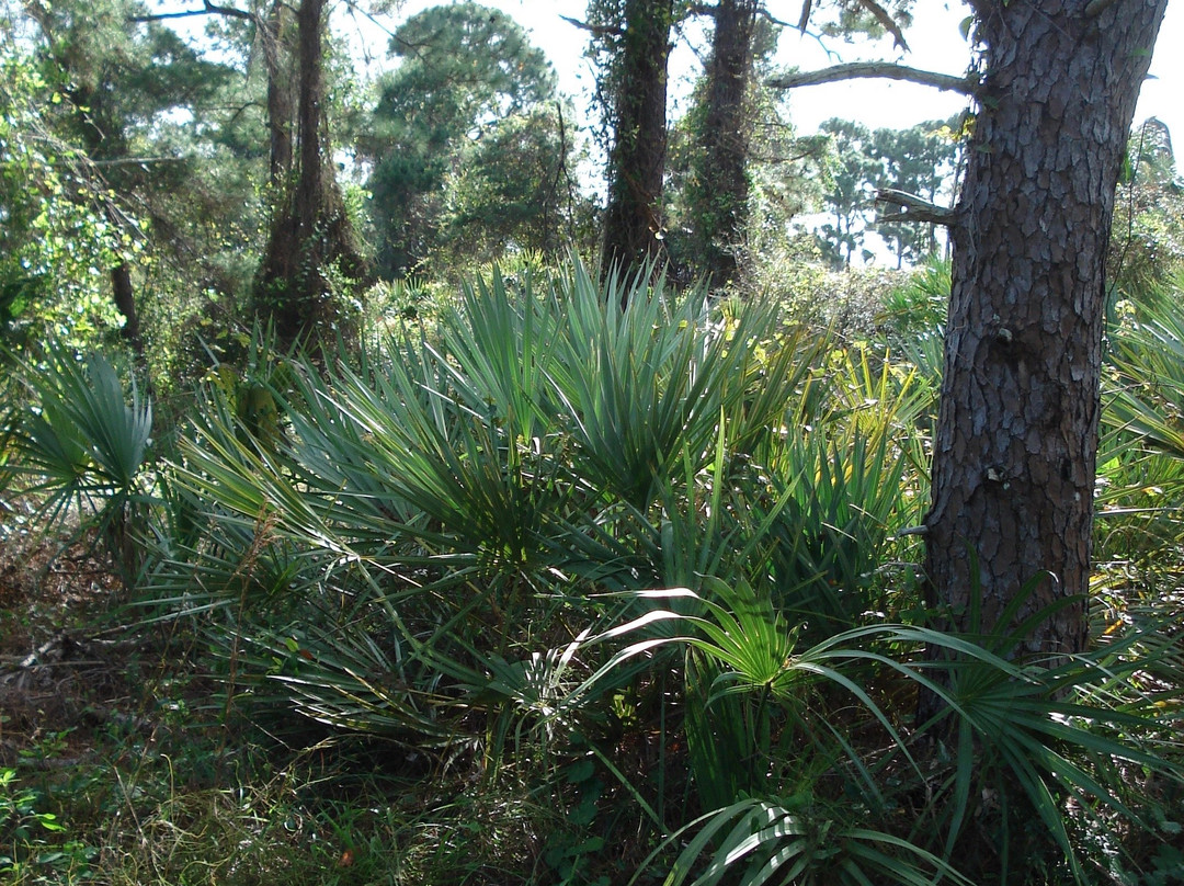 Seacrest Scrub Natural Area-博因顿海滩必去景点