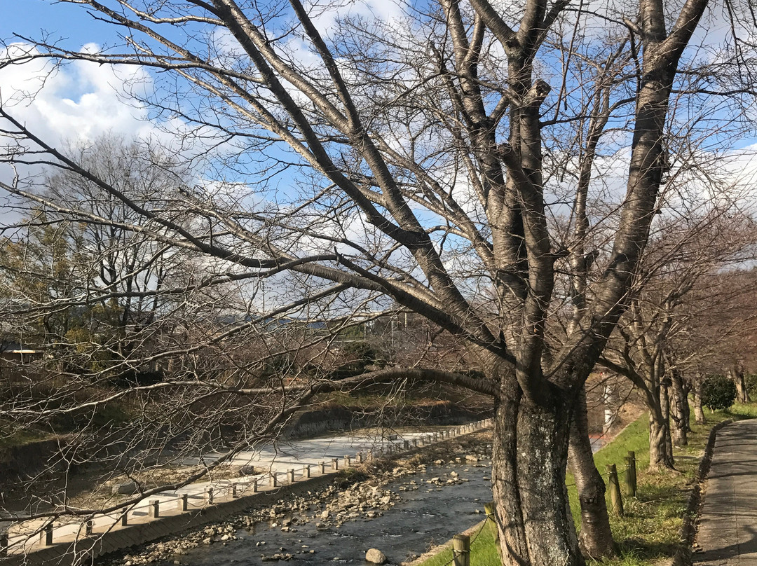 Tatsutagawa Walking Path景点图片