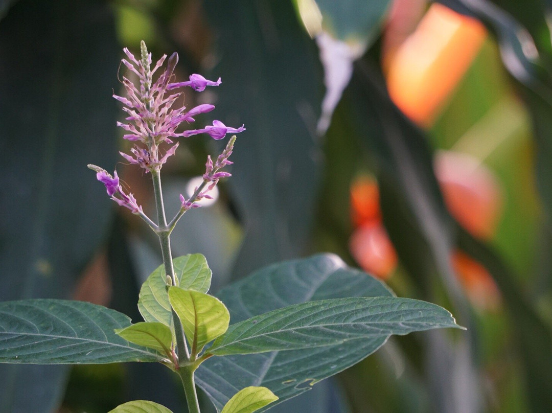 Oak Park Conservatory-奥克帕克必去景点