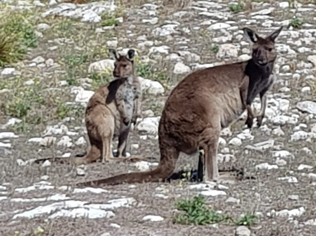 Kangaroo Island Odysseys景点图片
