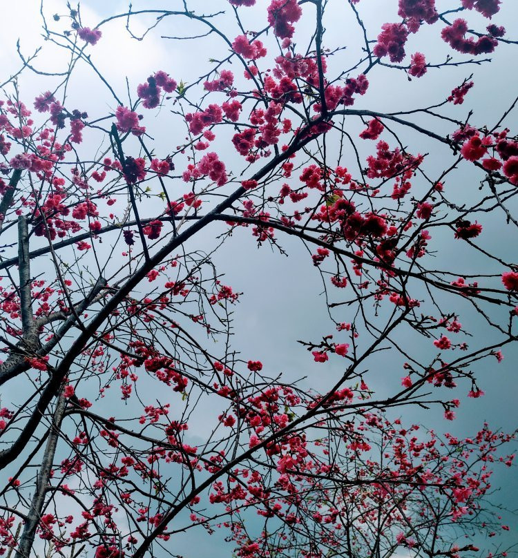 田野绿世界-佛冈县必去景点