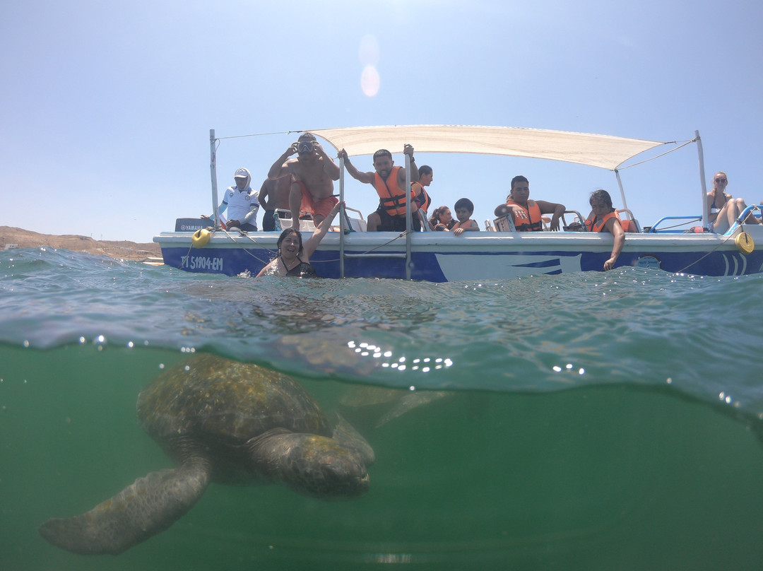 Nadando con Tortugas en El Nuro-Piura必去景点