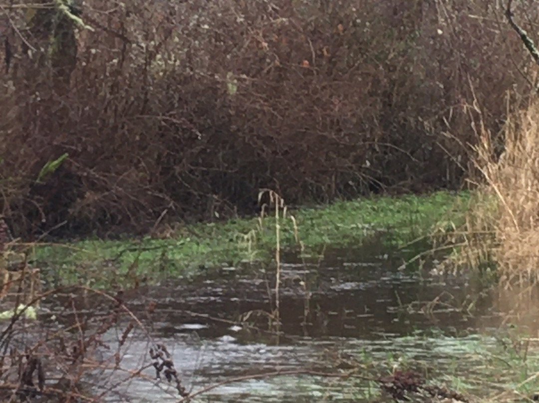 Boulevard Lane Park-肯特必去景点