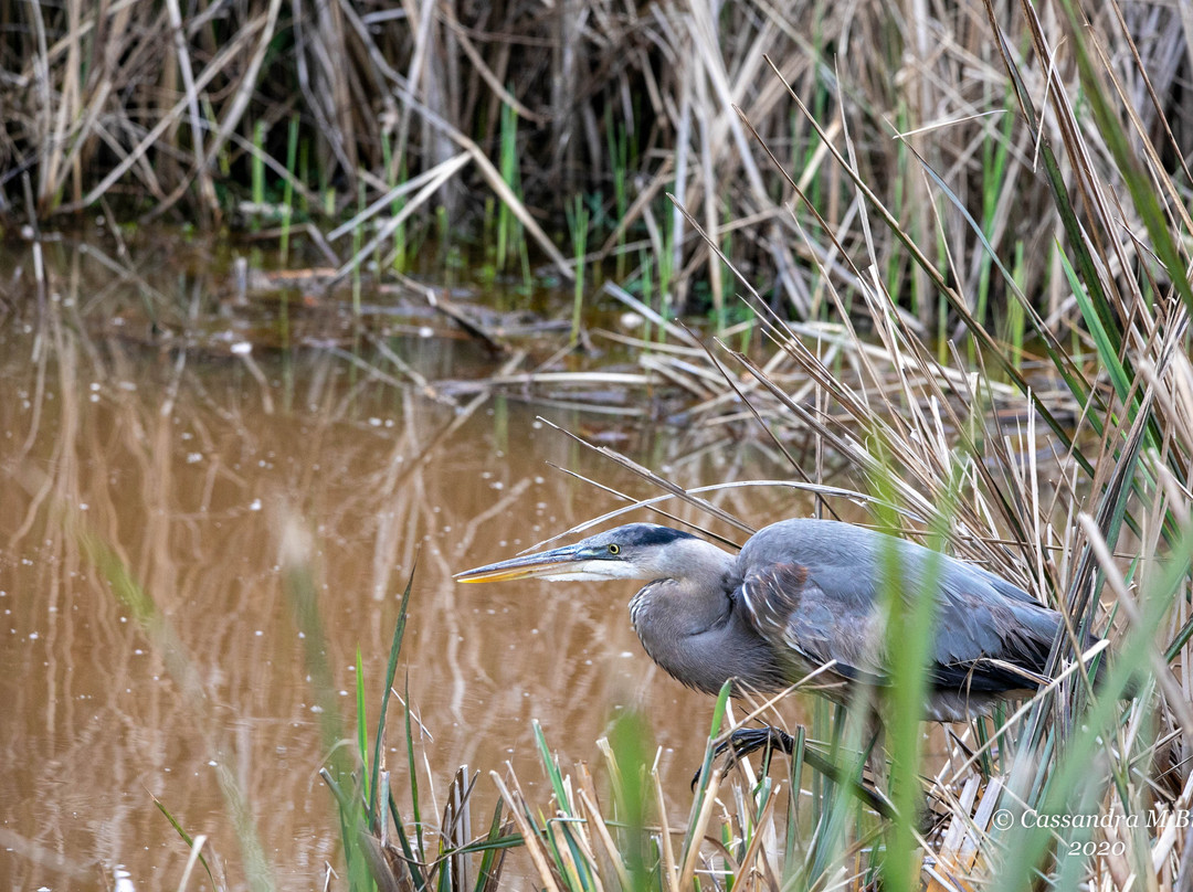Savannah National Wildlife Refuge景点图片