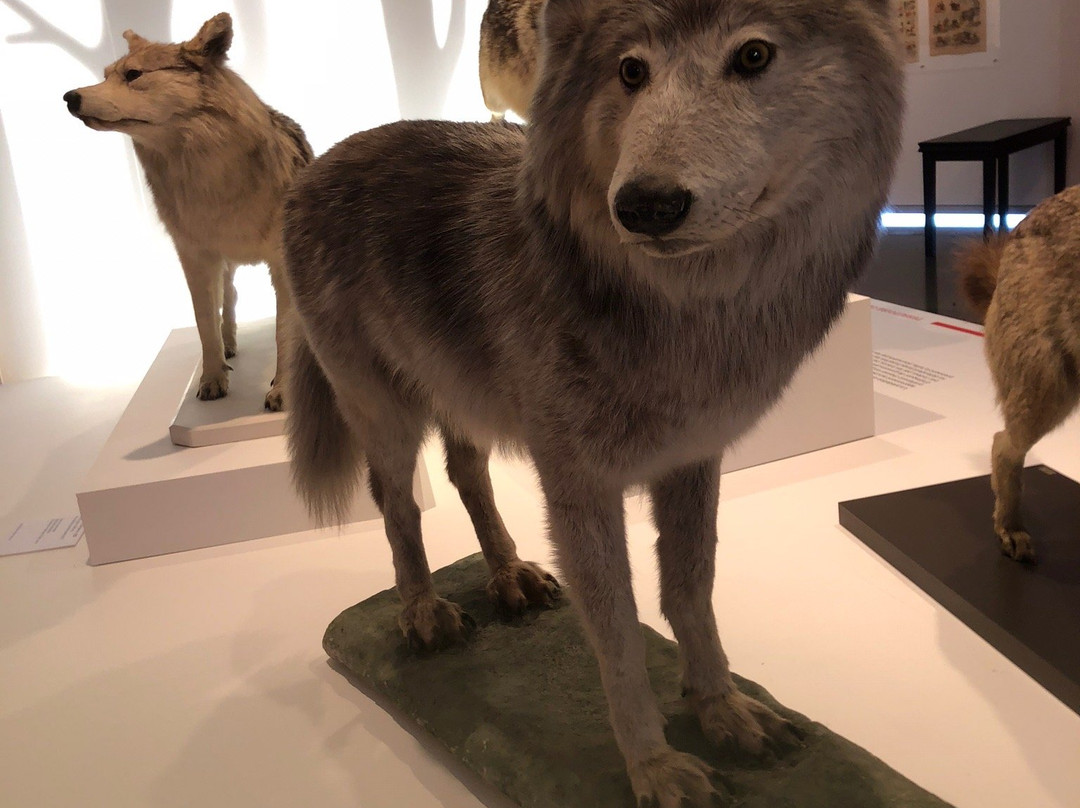 Musée de l'Image景点图片