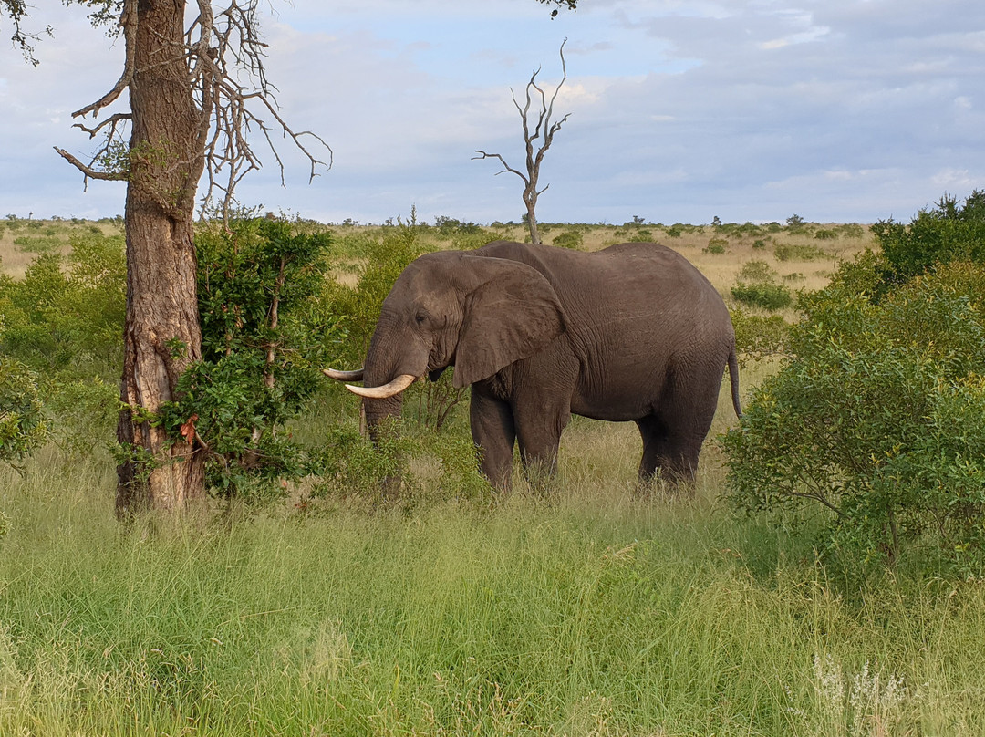 Africa Spear Kruger Park Safaris景点图片