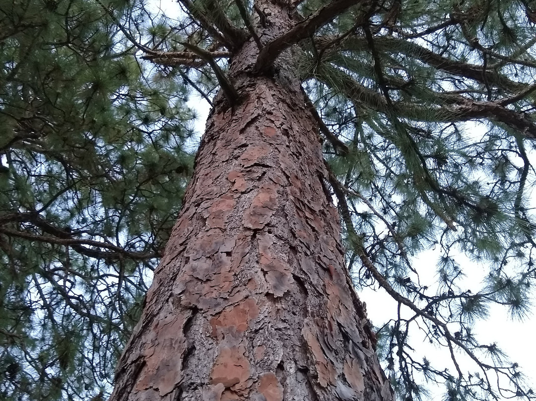 Sam Rayburn Reservoir-Jasper必去景点