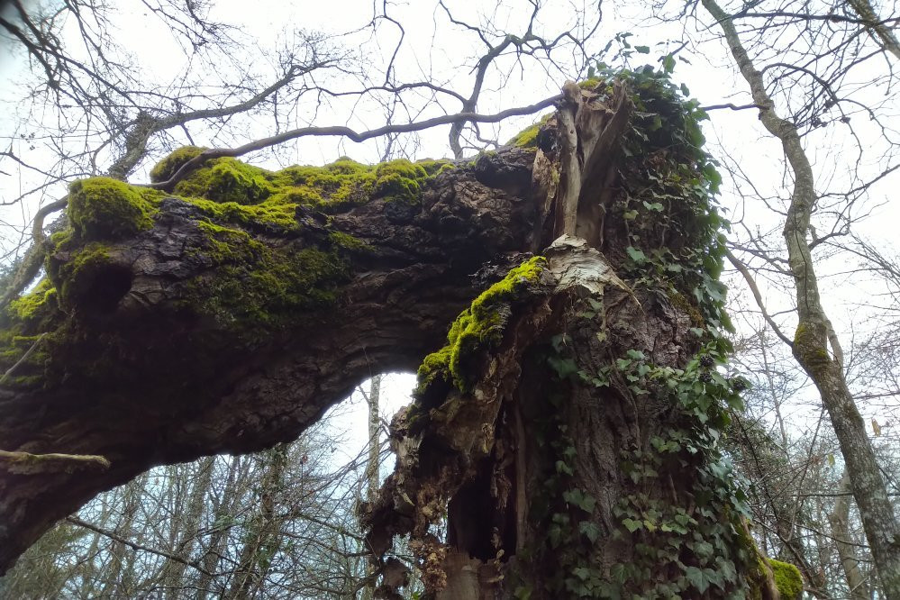 Mare de Craquenot - Espace Naturel Sensible-Charette必去景点