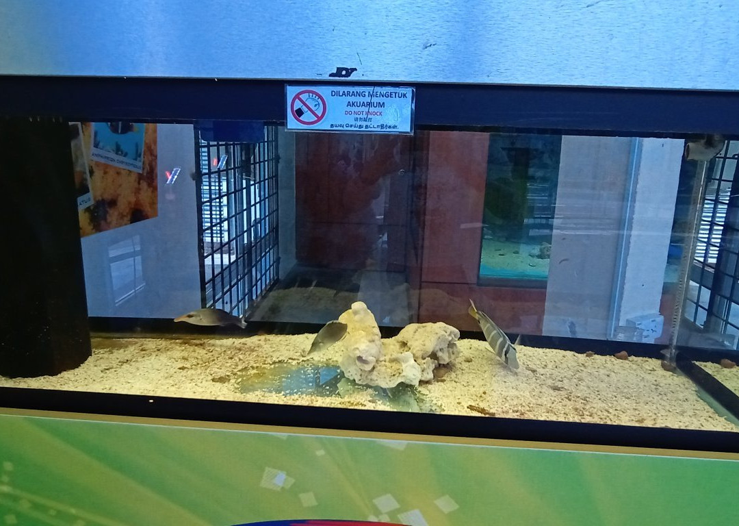 Pusat Ikan Hiasan-波德申必去景点