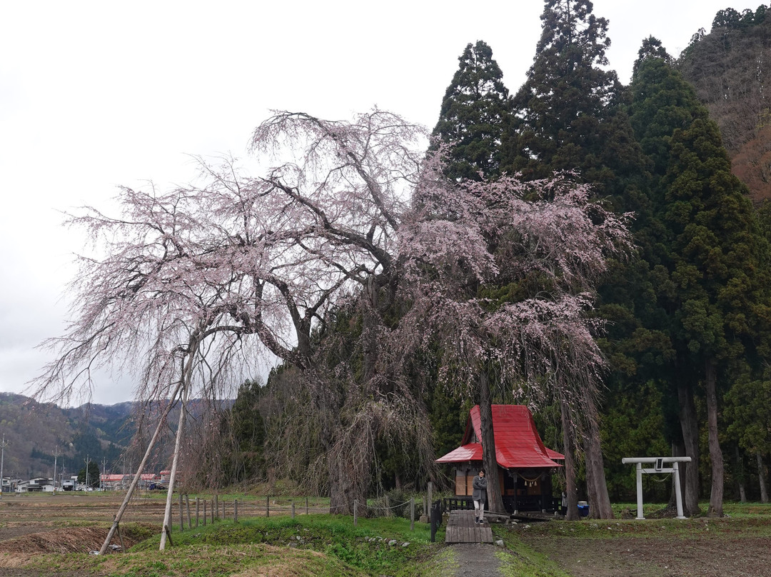 Weeping Cherry Tree of Oshira-sama-汤泽市必去景点