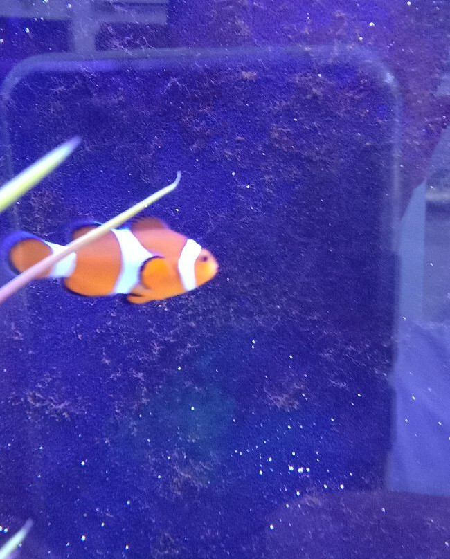 Pusat Ikan Hiasan-波德申必去景点