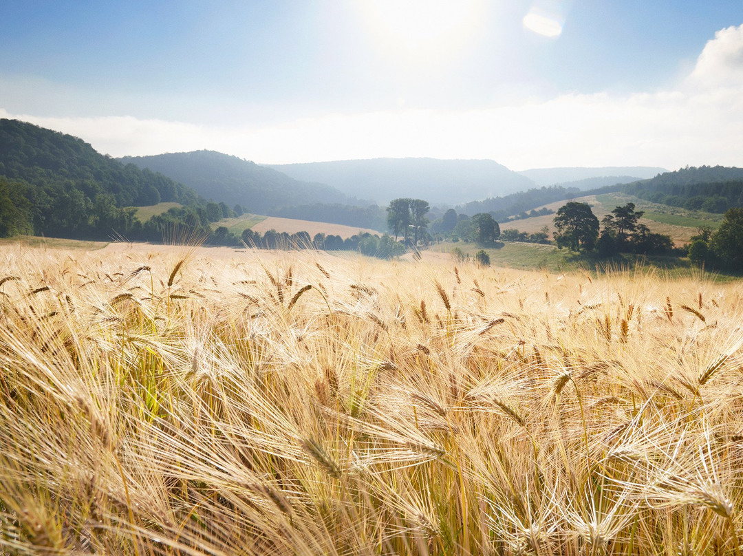 Hotel Hohenhaus主图