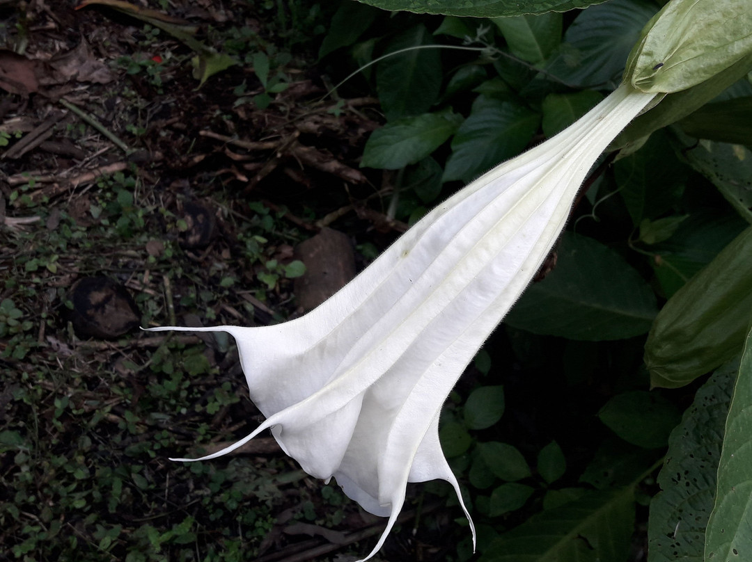Jardín Botánico San Jorge-Ibague必去景点