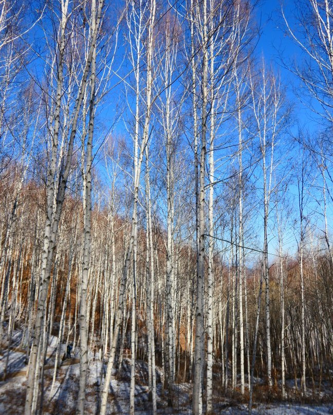 Wondaeri Birch Forest-麟蹄郡必去景点