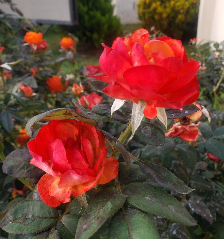 Twalumba Lodges主图