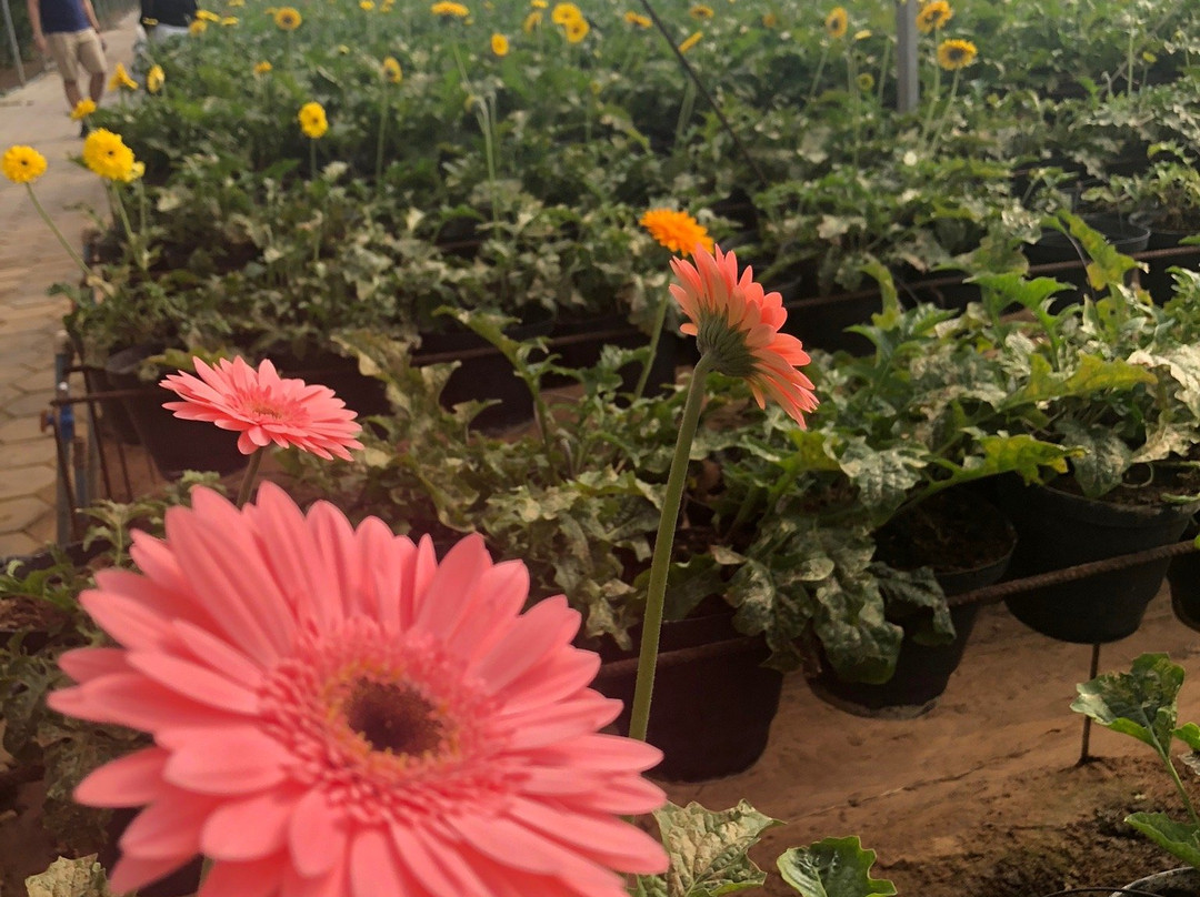 Reijers Produção de Rosas-Sao Benedito必去景点