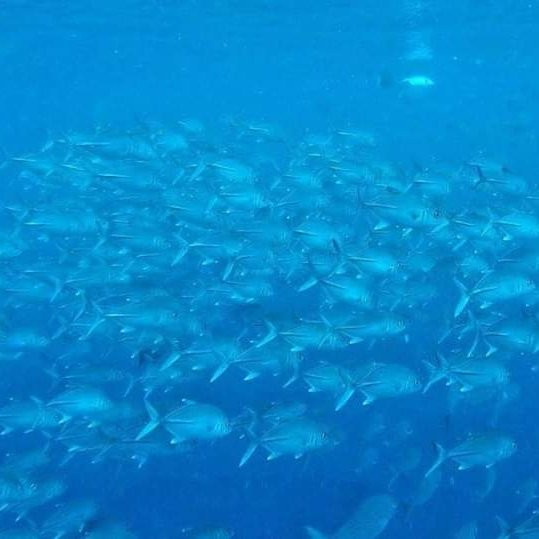 Mayalibit Bay Cottage主图