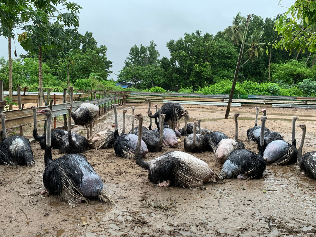 Desaru Ostrich Farm-Kota Tinggi District必去景点