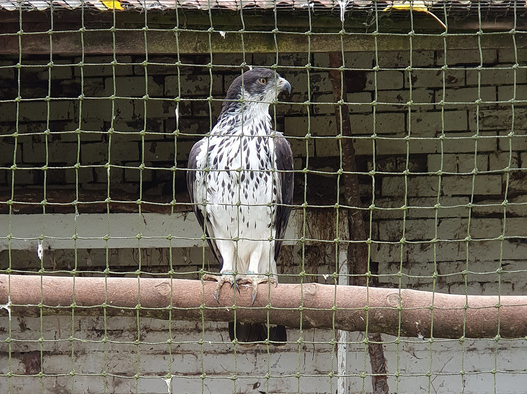 Lakeland Bird of Prey Centre景点图片