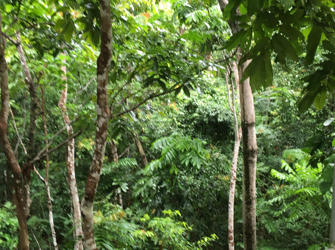 Falealupo Canopy Walk-萨瓦伊岛必去景点