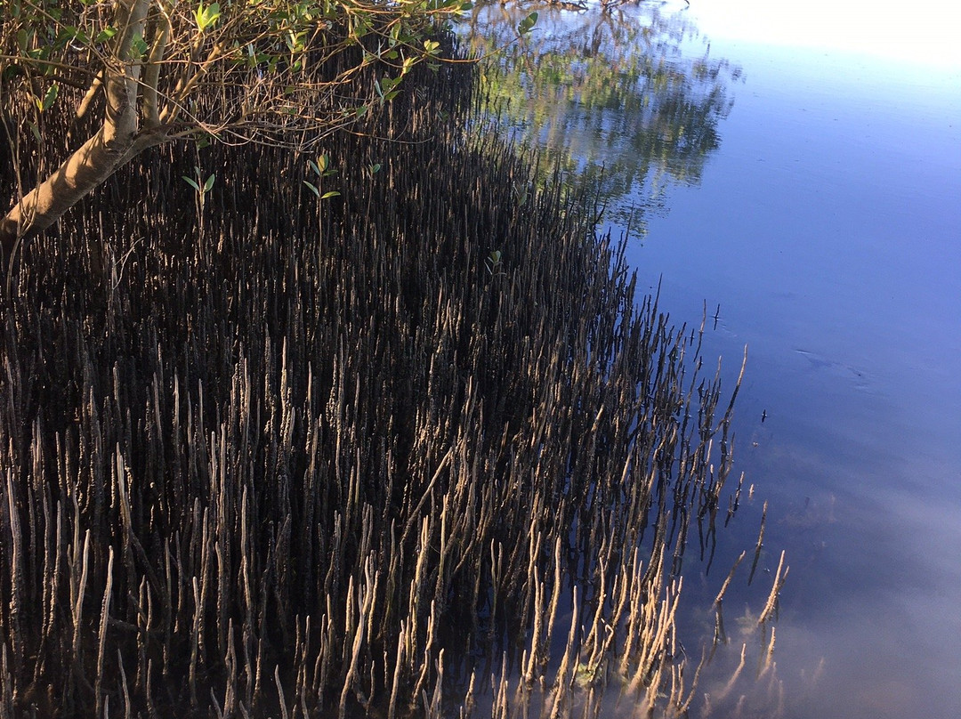 Honko Community-Based Mangrove Reserve景点图片