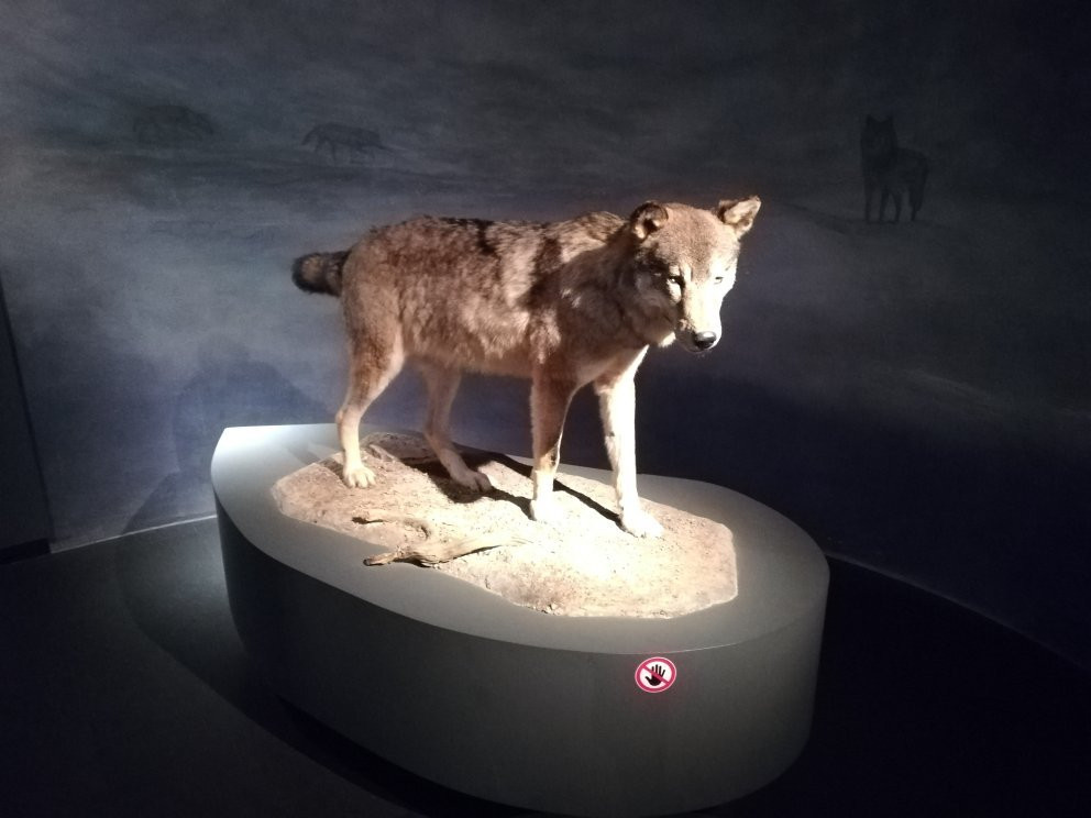 Pfalzmuseum für Naturkunde