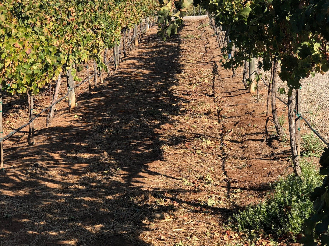 Orfila Vineyards & Winery景点图片