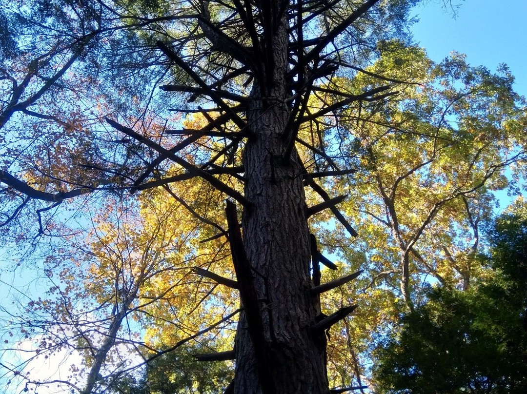 Lilley Cornett Woods Appalachian Ecological Research Station景点图片