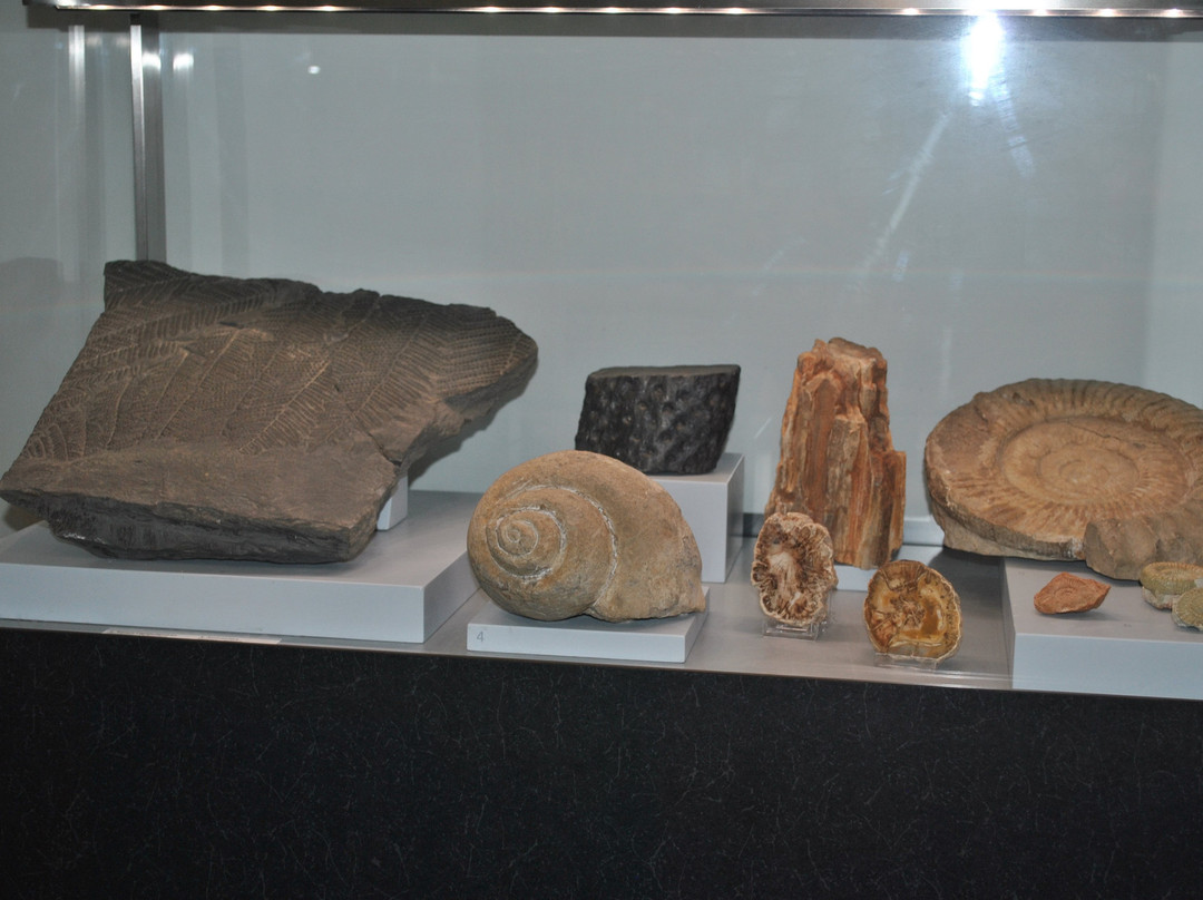 Museo de La Carolina景点图片