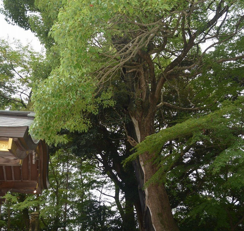 Hitachinokuni Soshagu Shrine景点图片